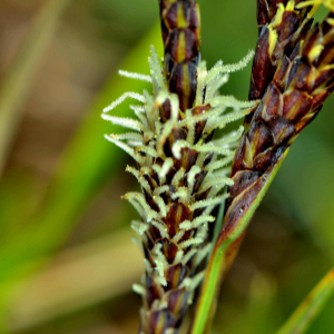 Photographie n°2528009 du taxon Carex flacca Schreb. [1771]