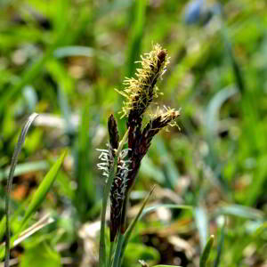 Photographie n°2528011 du taxon Carex flacca Schreb. [1771]