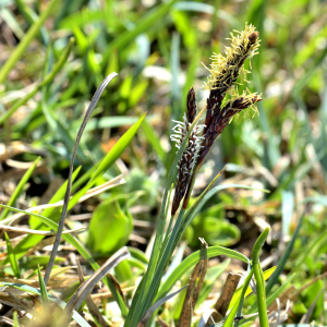 Photographie n°2528015 du taxon Carex flacca Schreb. [1771]