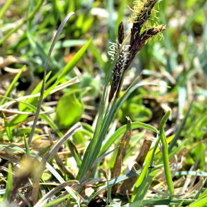 Photographie n°2528016 du taxon Carex flacca Schreb. [1771]