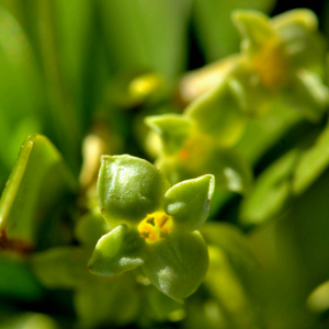 Photographie n°2528017 du taxon Daphne laureola L. [1753]