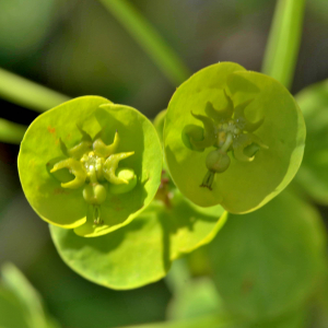 Photographie n°2528023 du taxon Euphorbia amygdaloides L. [1753]