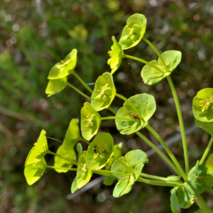 Photographie n°2528024 du taxon Euphorbia amygdaloides L. [1753]