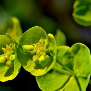 Photographie n°2528027 du taxon Euphorbia amygdaloides L. [1753]