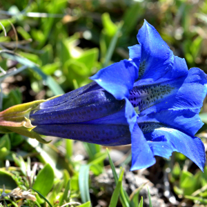 Photographie n°2528049 du taxon Gentiana acaulis L. [1753]