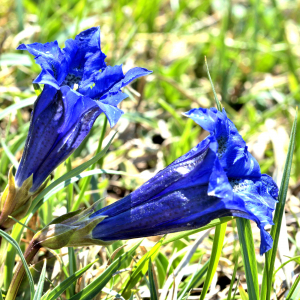 Photographie n°2528052 du taxon Gentiana acaulis L. [1753]