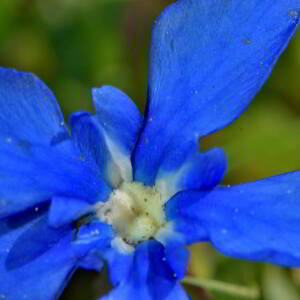 Photographie n°2528059 du taxon Gentiana verna L. [1753]