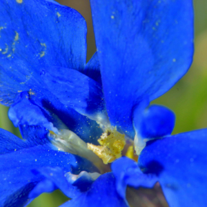 Photographie n°2528061 du taxon Gentiana verna L. [1753]