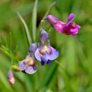 Photographie n°2528070 du taxon Lathyrus linifolius (Reichard) Bässler [1971]