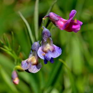 Photographie n°2528071 du taxon Lathyrus linifolius (Reichard) Bässler [1971]