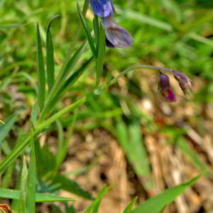 Photographie n°2528072 du taxon Lathyrus linifolius (Reichard) Bässler [1971]