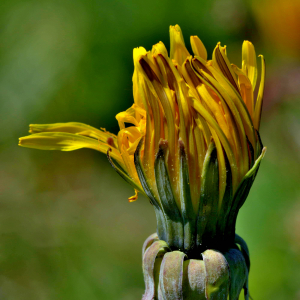 Photographie n°2528101 du taxon Taraxacum F.H.Wigg. [1780]