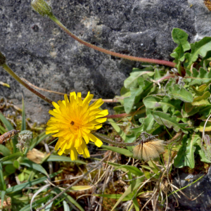 Photographie n°2528109 du taxon Taraxacum F.H.Wigg. [1780]