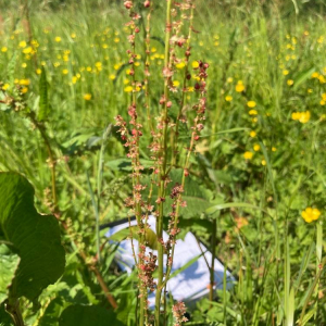 Photographie n°2528123 du taxon Rumex acetosella L. [1753]