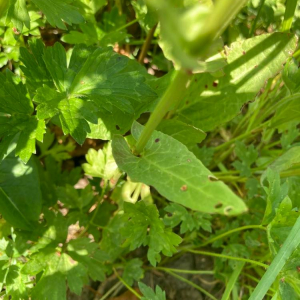 Photographie n°2528124 du taxon Rumex acetosella L. [1753]