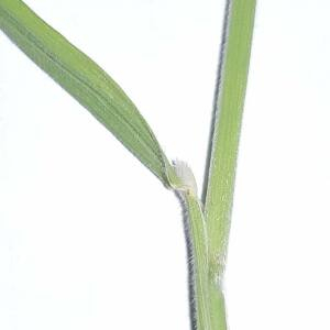 Photographie n°2528126 du taxon Holcus lanatus L. [1753]