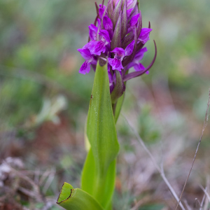 Photographie n°2528189 du taxon Dactylorhiza incarnata (L.) Soó [1962]