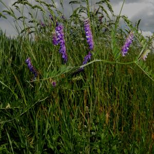 Photographie n°2528195 du taxon Vicia dasycarpa Ten. [1829]