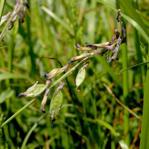 Photographie n°2528196 du taxon Vicia dasycarpa Ten. [1829]