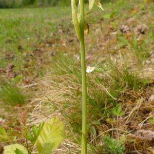Photographie n°2528205 du taxon Ophrys sphegodes Mill. [1768]
