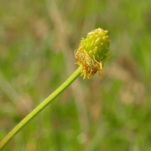 Photographie n°2528210 du taxon Ranunculus bulbosus L. [1753]