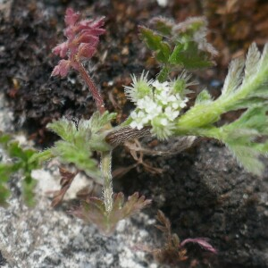 Photographie n°2528223 du taxon Torilis nodosa (L.) Gaertn.