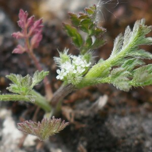 Photographie n°2528224 du taxon Torilis nodosa (L.) Gaertn.