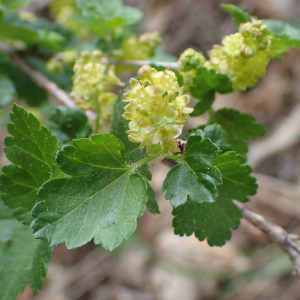 Photographie n°2528270 du taxon Ribes alpinum L. [1753]