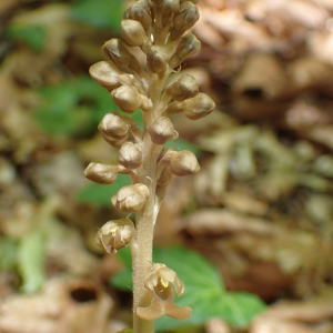 Photographie n°2528286 du taxon Neottia nidus-avis (L.) Rich.