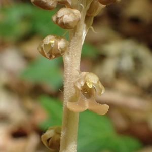 Photographie n°2528288 du taxon Neottia nidus-avis (L.) Rich.