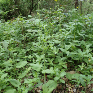 Photographie n°2528300 du taxon Doronicum pardalianches L.