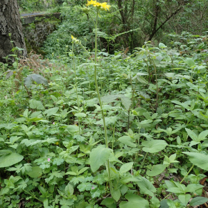 Photographie n°2528301 du taxon Doronicum pardalianches L.