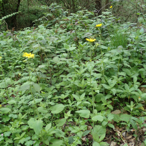 Photographie n°2528302 du taxon Doronicum pardalianches L.