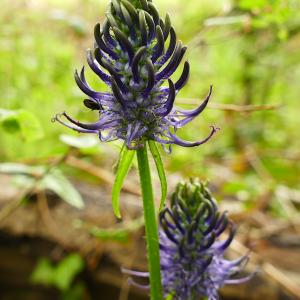 Photographie n°2528328 du taxon Phyteuma spicatum L. [1753]