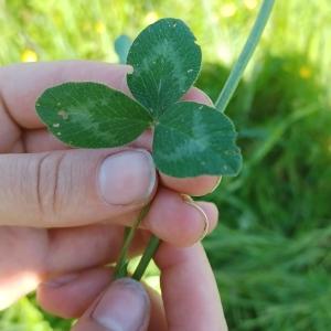 Photographie n°2528333 du taxon Trifolium pratense L. [1753]