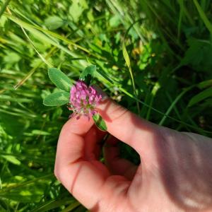 Photographie n°2528335 du taxon Trifolium pratense L. [1753]