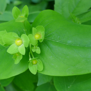 Photographie n°2528398 du taxon Hypericum androsaemum L. [1753]