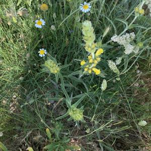 Photographie n°2528407 du taxon Phlomis lychnitis L. [1753]