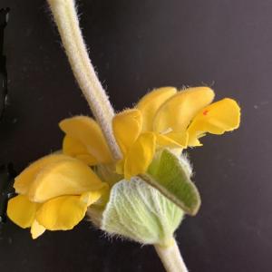 Photographie n°2528415 du taxon Phlomis lychnitis L. [1753]