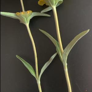 Photographie n°2528418 du taxon Phlomis lychnitis L. [1753]