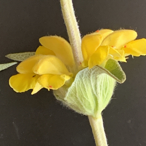 Photographie n°2528425 du taxon Phlomis lychnitis L. [1753]