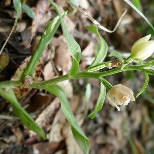 Photographie n°2528432 du taxon Cephalanthera damasonium (Mill.) Druce [1906]