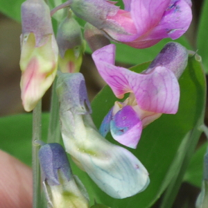 Photographie n°2528464 du taxon Lathyrus linifolius (Reichard) Bässler [1971]