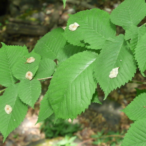 Photographie n°2528467 du taxon Ulmus glabra Huds. [1762]