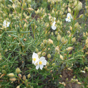 Photographie n°2528509 du taxon Cistus umbellatus L.