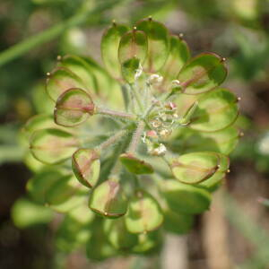 Photographie n°2528517 du taxon Lepidium campestre (L.) R.Br.