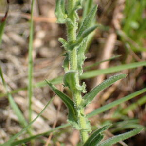 Photographie n°2528518 du taxon Lepidium campestre (L.) R.Br.