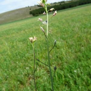 Photographie n°2528573 du taxon Camelina neglecta J.R.Brock, Mandáková, Lysak & Al-Shehbaz