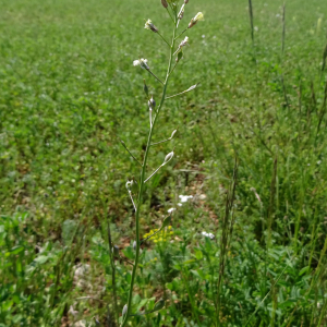  - Camelina neglecta J.R.Brock, Mandáková, Lysak & Al-Shehbaz