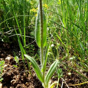  - Camelina neglecta J.R.Brock, Mandáková, Lysak & Al-Shehbaz